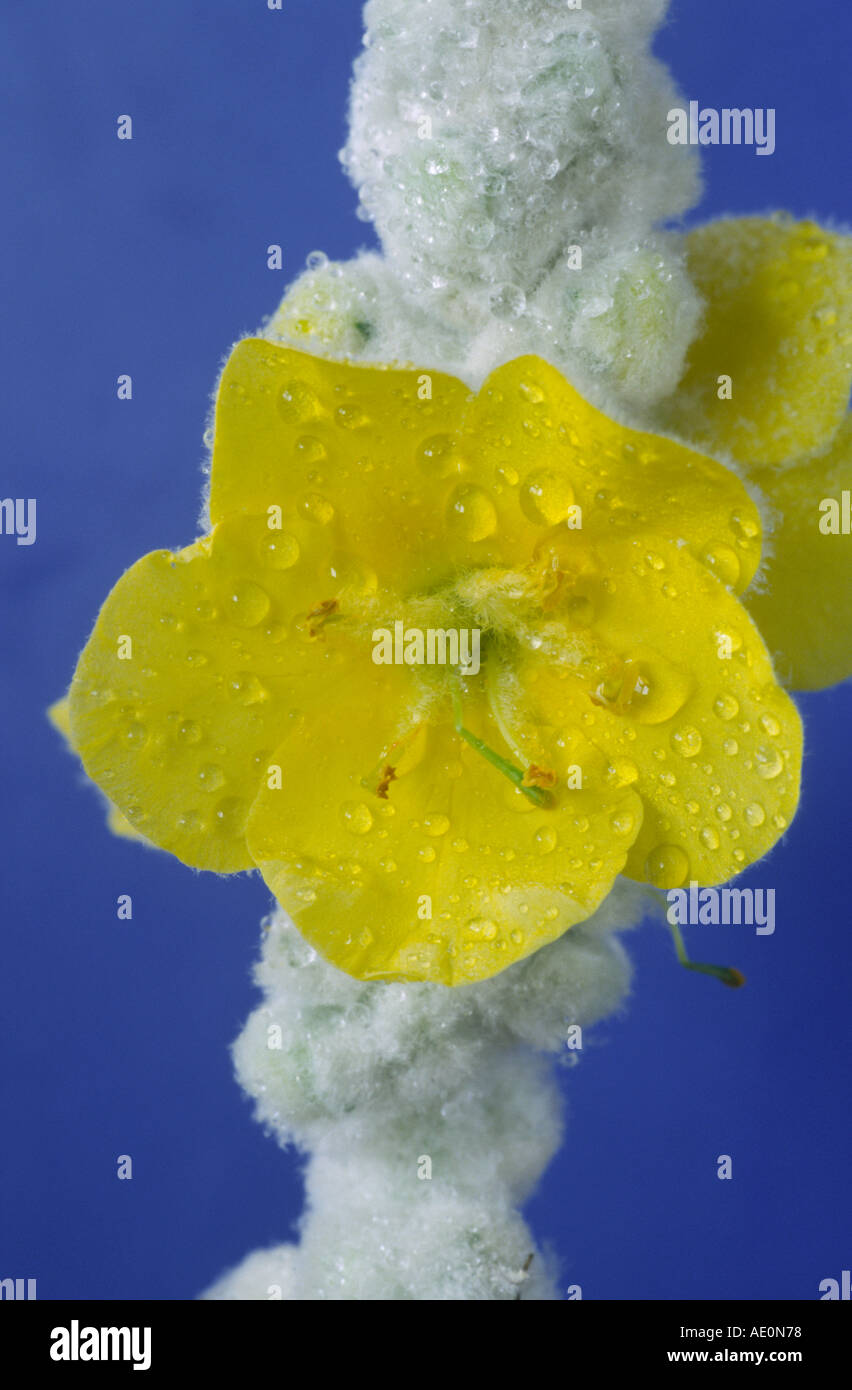 Verbascum bombyciferum. Mullein. Stock Photo