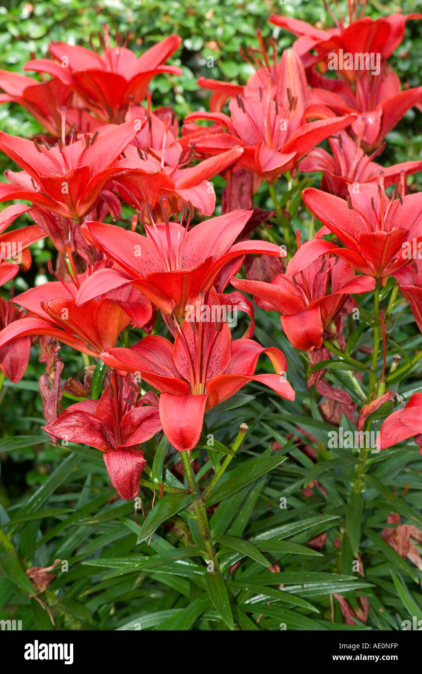red lily plant Stock Photo Alamy