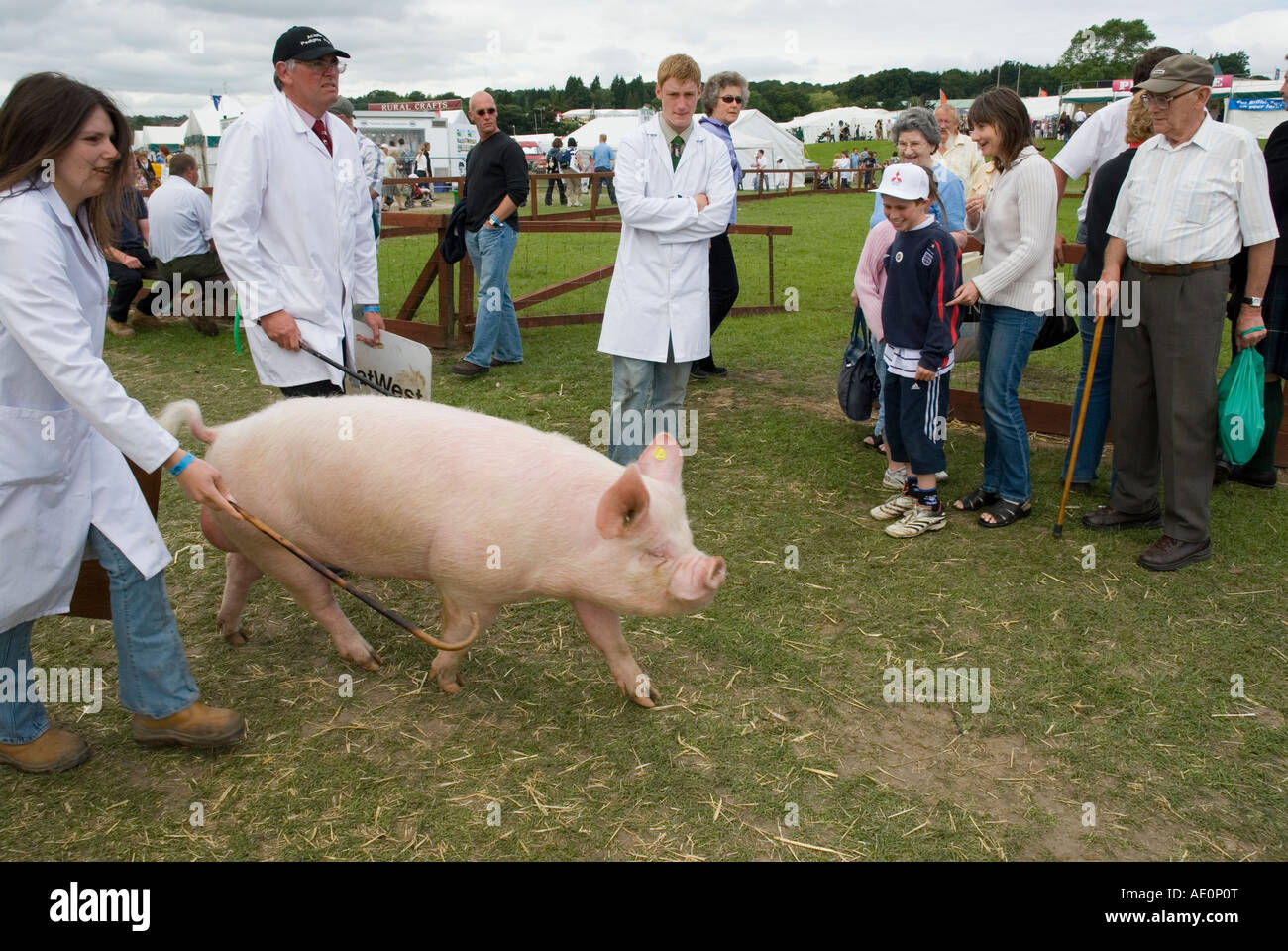 A pig on its way to be judged for the BPA Pig of the Year competition at the Great Yorkshire Show Harrogate Stock Photo