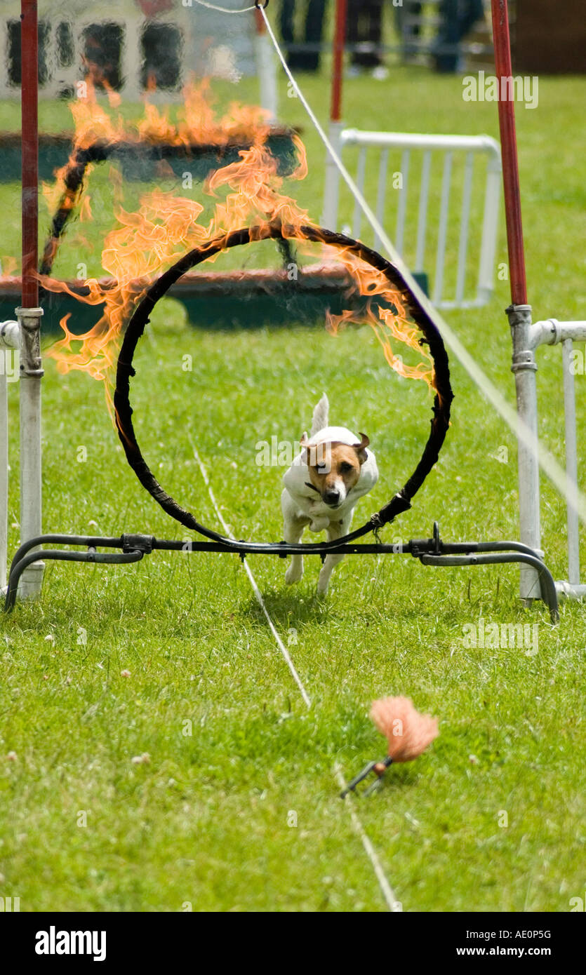 Terrier jumping through a ring of fire at the Great Yorkshire Show
