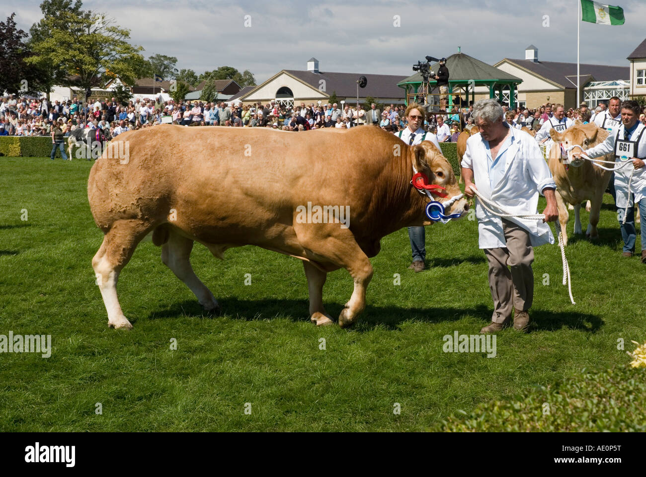 Parade of cattle in the main ring at the Great Yorkshire Show Harrogate Stock Photo