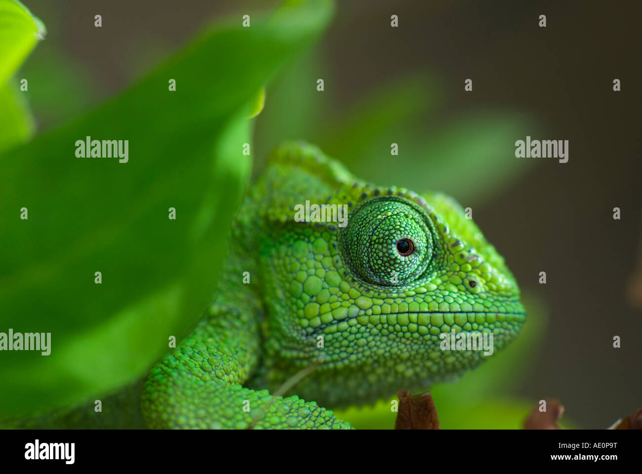 green chameleon Stock Photo