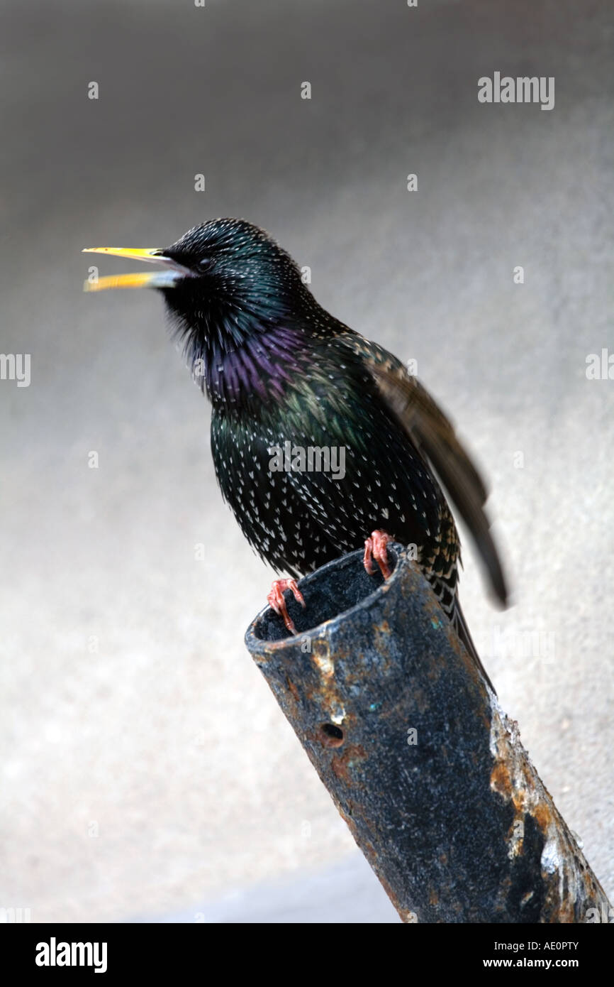 starling Sturnus vulgaris singing whilst perched on a pole Stock Photo