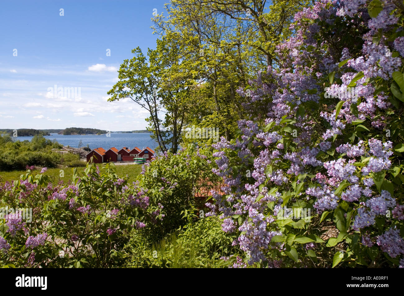 Sweden, Grinda Island, Lilac bushes and waterfront Stock Photo