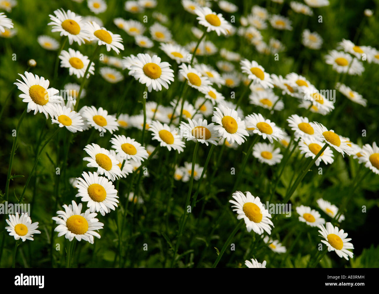 Oxeye daisies Leucanthemum vulgare Sterling Forest New York Stock Photo