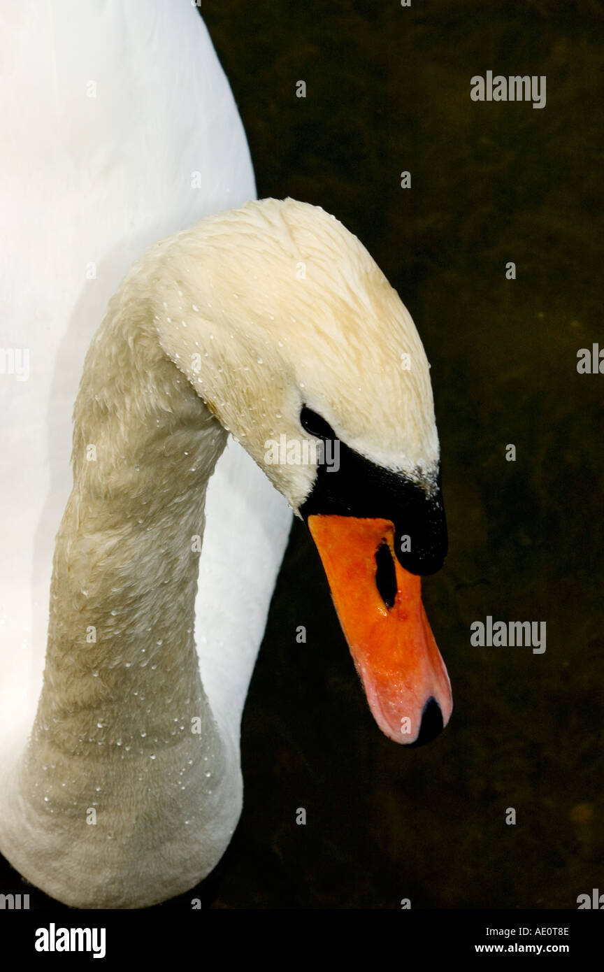 Birds, White swan Stock Photo