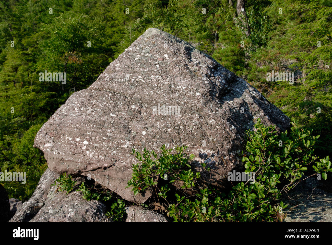 A large puddingstone boulder Stock Photo