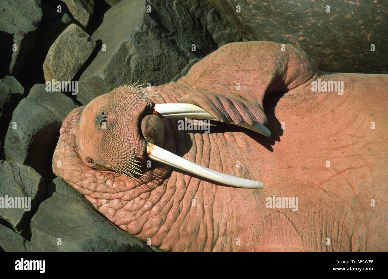 File:Walrus animal male detailed photo.jpg - Wikimedia Commons