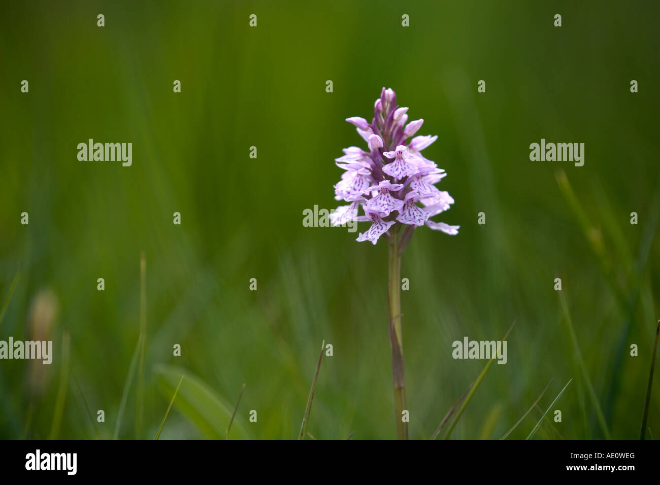 heath spotted orchid Dactylorhiza maculata Stock Photo