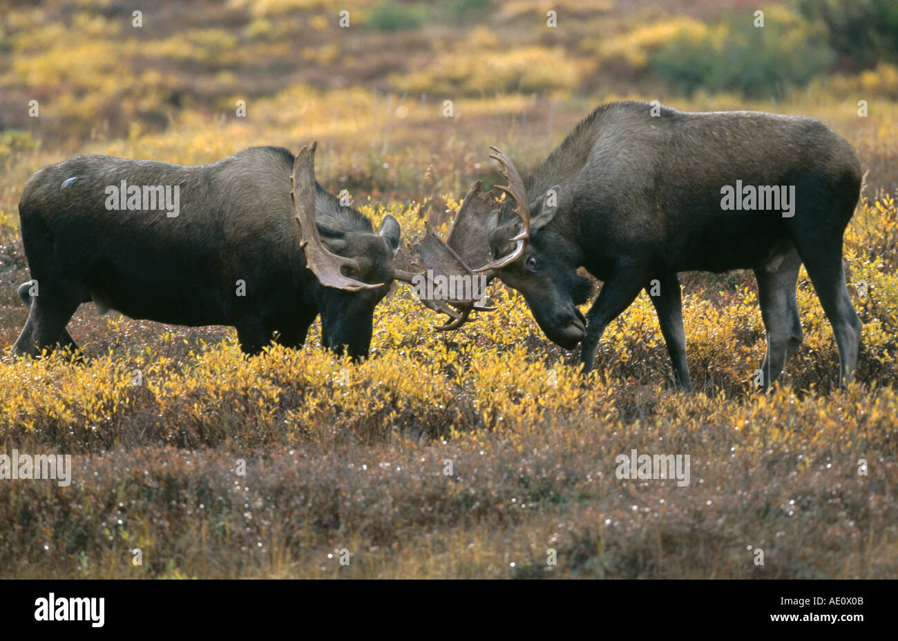 Alaska moose, Tundra moose, Yukon moose (Alces alces gigas), fighting