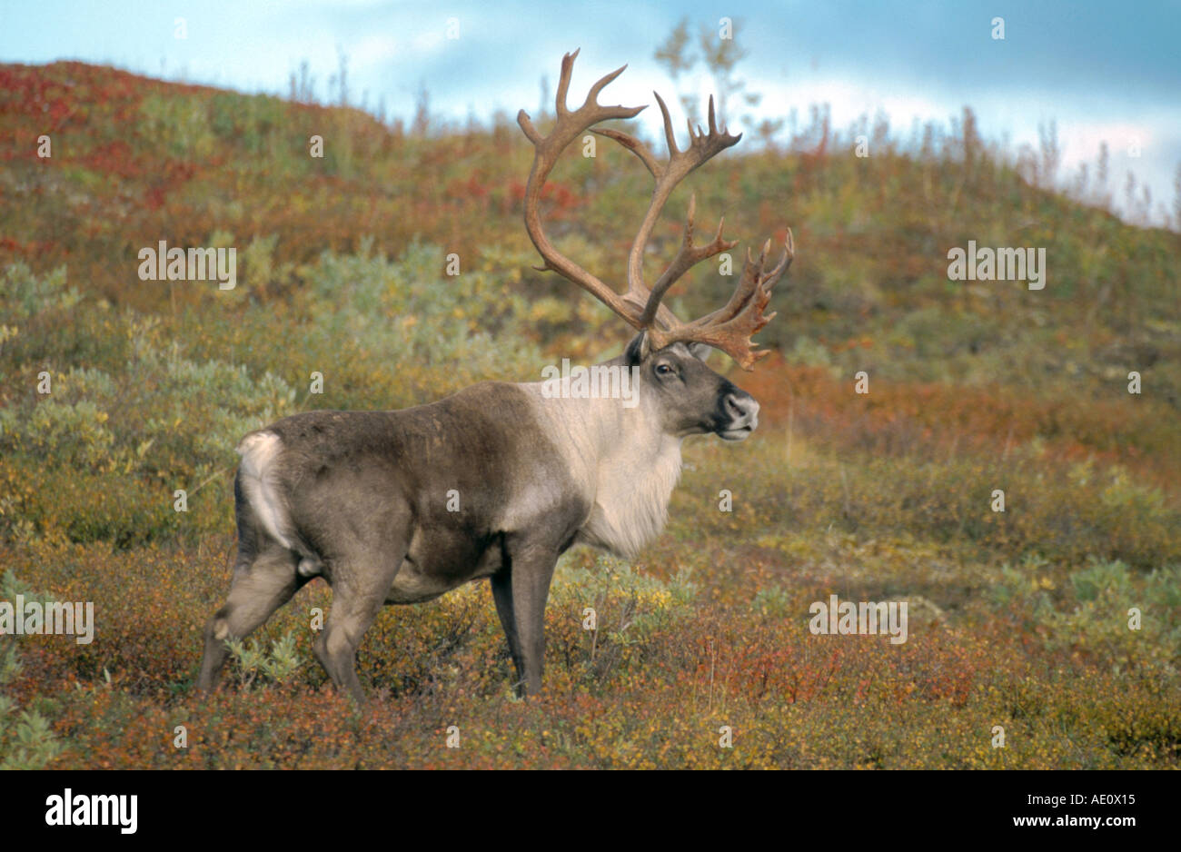 barren ground carribu, reindeer (Rangifer tarandus caribou), single bull, USA, Alaska Stock Photo