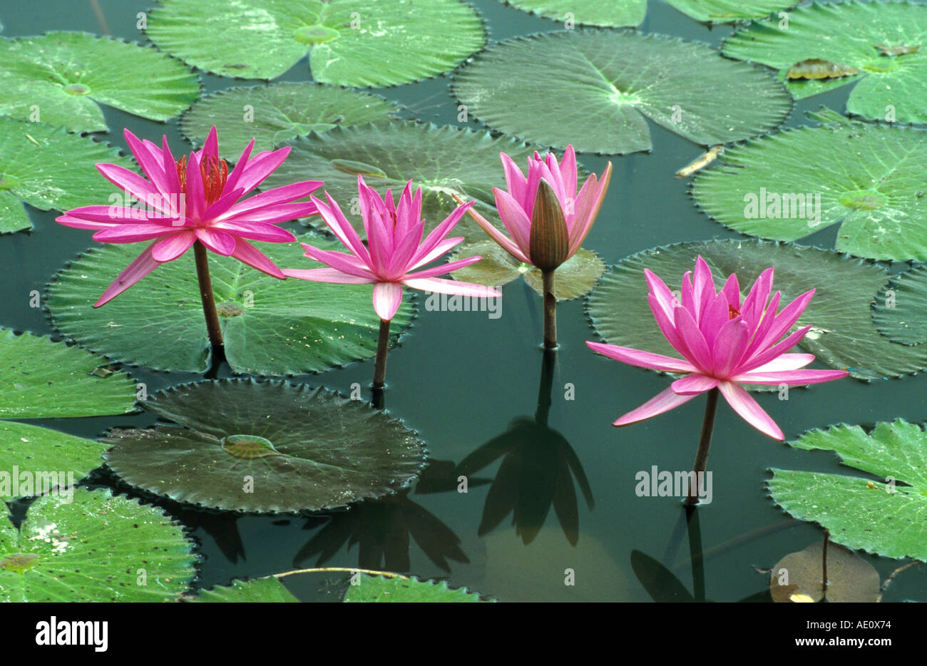 India red water lily, red pond lily (Nymphaea rubra), water plant, Thailand  Stock Photo - Alamy