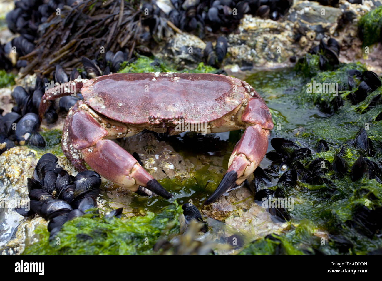 edible crab Cancer pagurus Stock Photo - Alamy