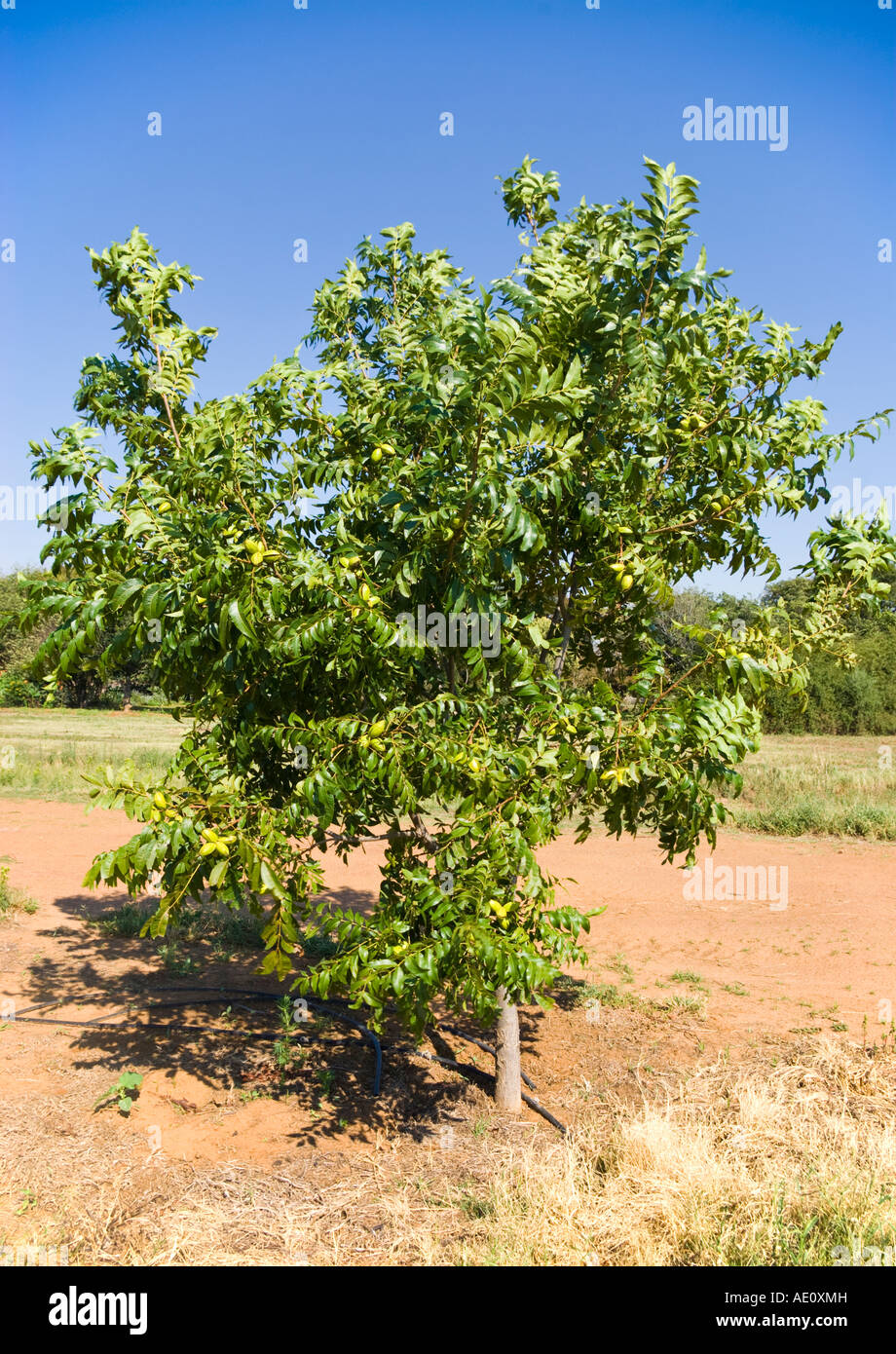 Pecan bloom to mature nut Moms got big cocks