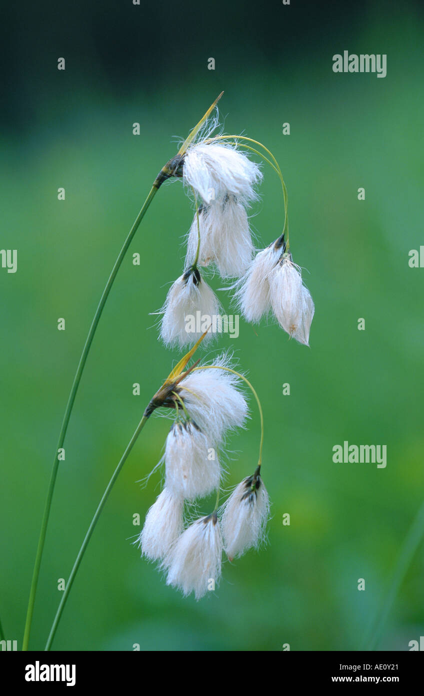 broadleaved cottongrass (Eriophorum latifolium), fruit, Germany