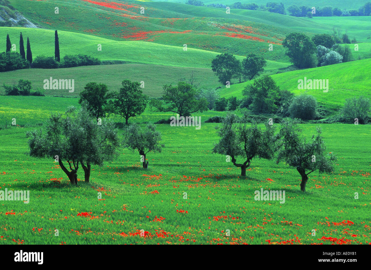 olive tree (Olea europaea), typical hilly landscape in Tuscany in early summer, with grove of trees, Italy, Tuscany, San Quiric Stock Photo