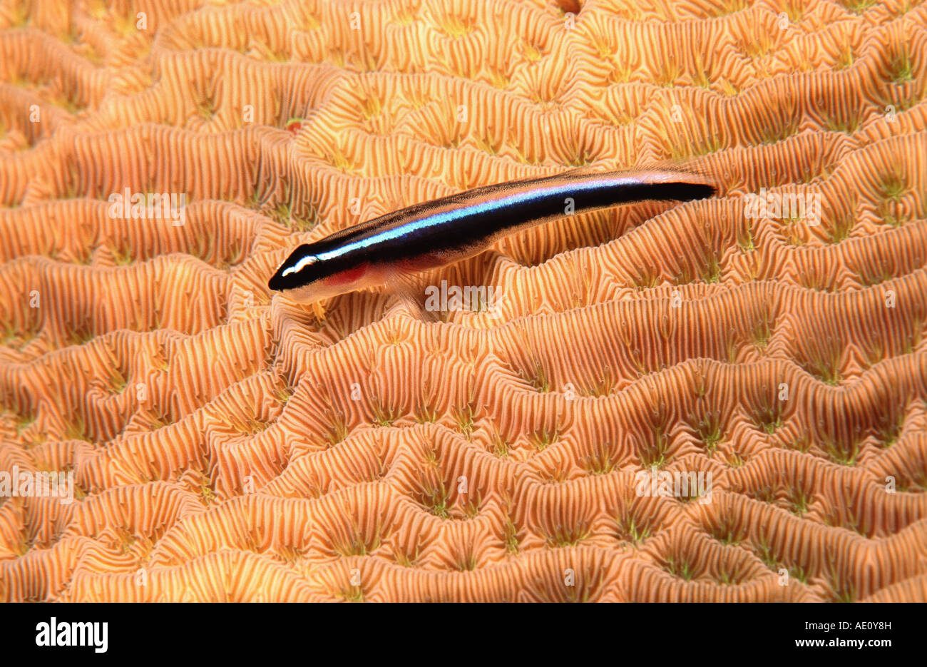 neon goby (Gobiosoma oceanops, Elacatinus oceanops), on lettuce coral, Agaricia agaricites, Honduras, Roatan Stock Photo