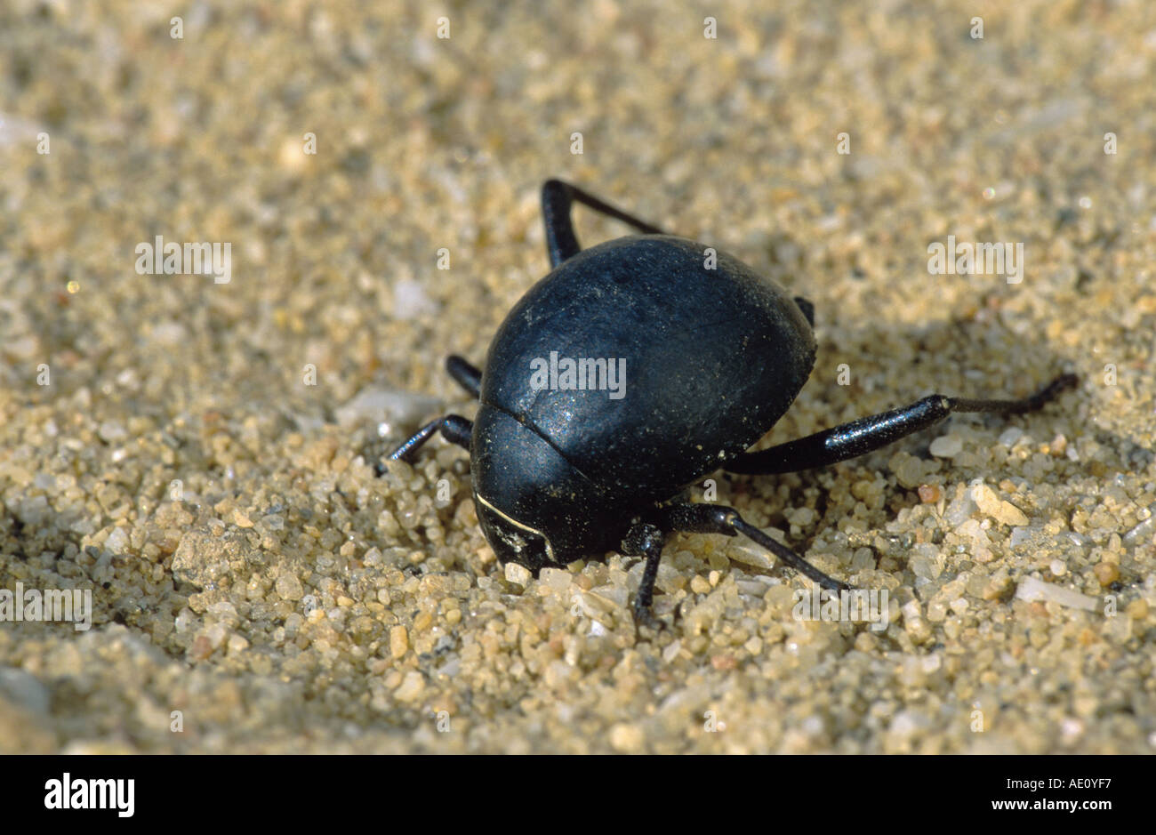 darkling beetles, flour beetles, mealworm beetles (Tenebrionidae), single animal in tne sand, Namibia Stock Photo