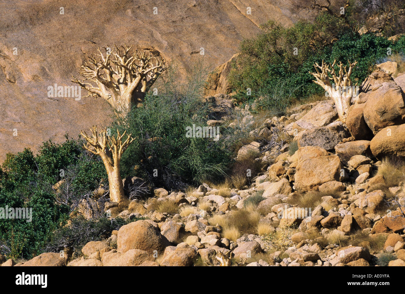 blue-leaved commiphora (Commiphora glaucescens), three trees on a rocky slope, Namibia Stock Photo
