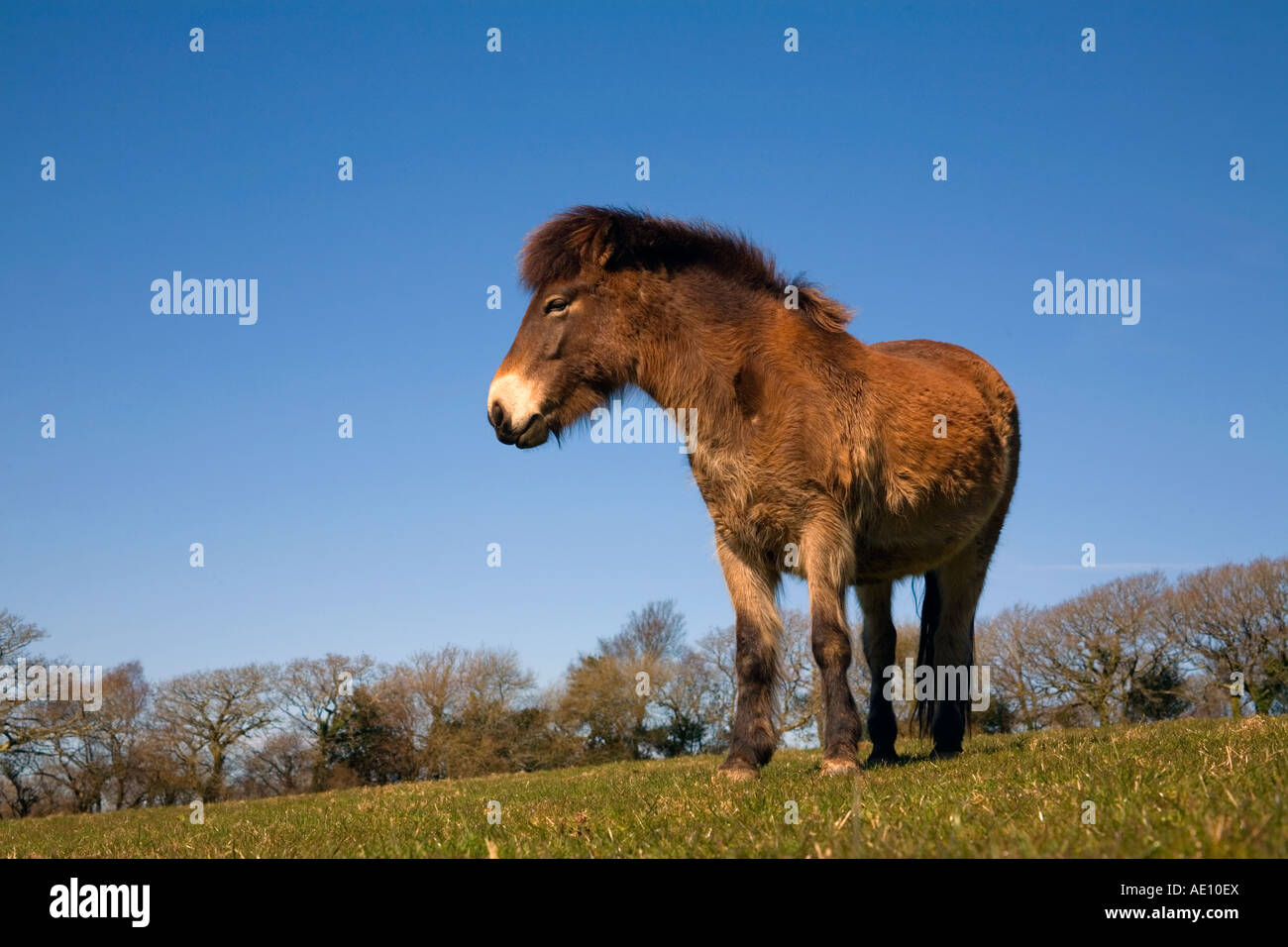 pony at andrew s wood in Devon owned by the devon wildlife trust ponies are used to graze the site Stock Photo