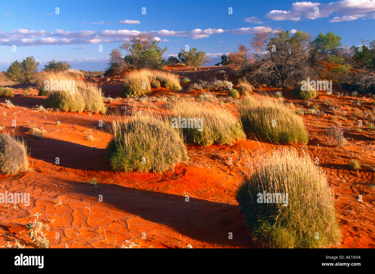 Sandduene Mit Spinifex Gras Dune With Spinifex Triodia Pungens Strzelecki Desert Australien Stock Photo Alamy