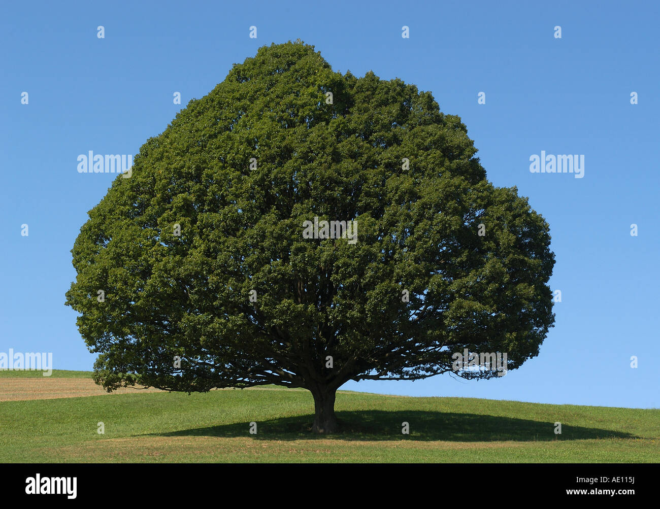 Oak tree on a meadow Stock Photo - Alamy