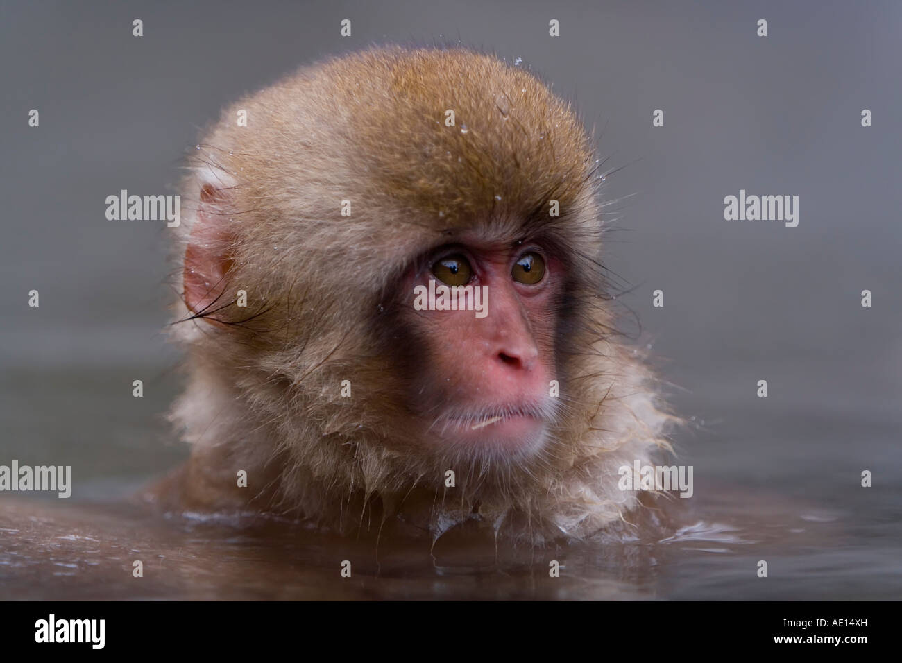 Young Japanese macaque Macaca fuscata Snow monkey soaking in hot thermal spring pool Joshin etsu National Park Honshu Japan Stock Photo