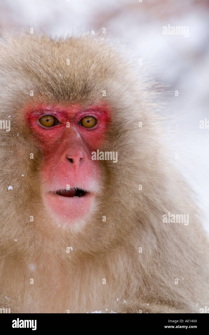 Japanese macaque Macaca fuscata Snow monkey Joshin etsu National Park ...