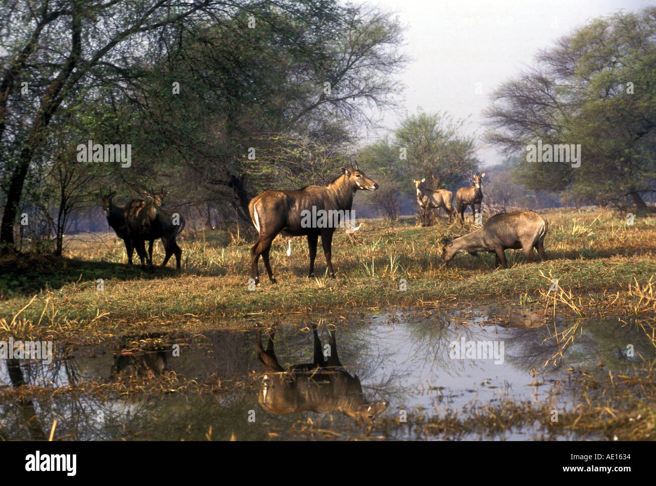 Neel gai Bharatpur bird sanctuary Uttar Pradesh India Stock Photo - Alamy Neel gai Bharatpur bird sanctuary Uttar Pradesh India Stock Photo - Alamy
