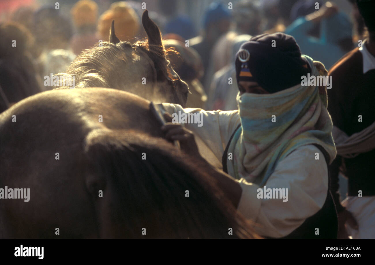 Nihang brushing the horse Stock Photo