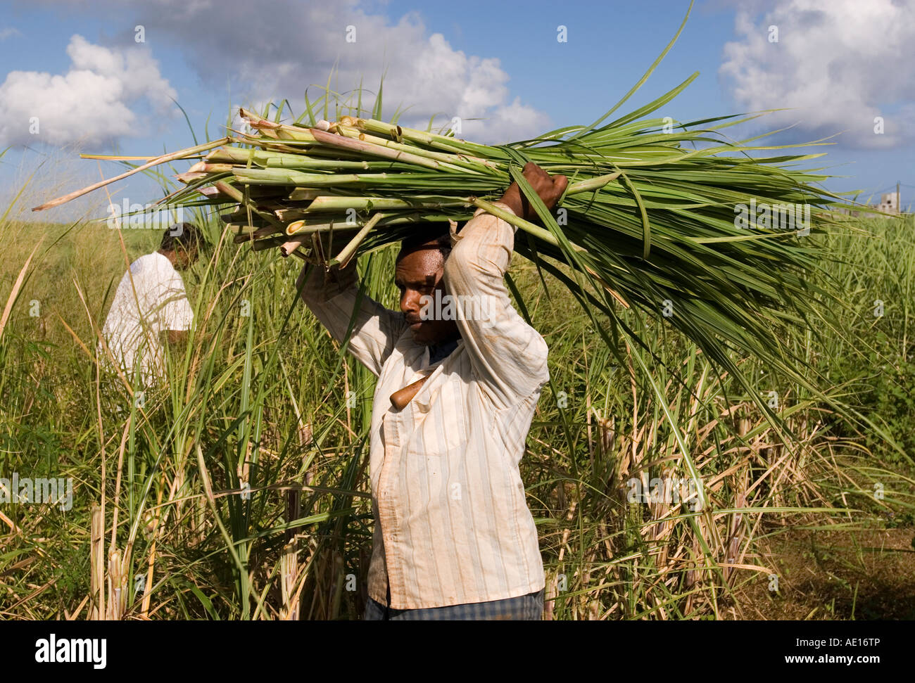 Sugar cane harvest, Mauritius Stock Photo