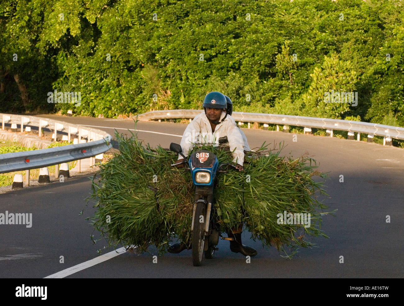 Sugar cane harvest, Mauritius Stock Photo