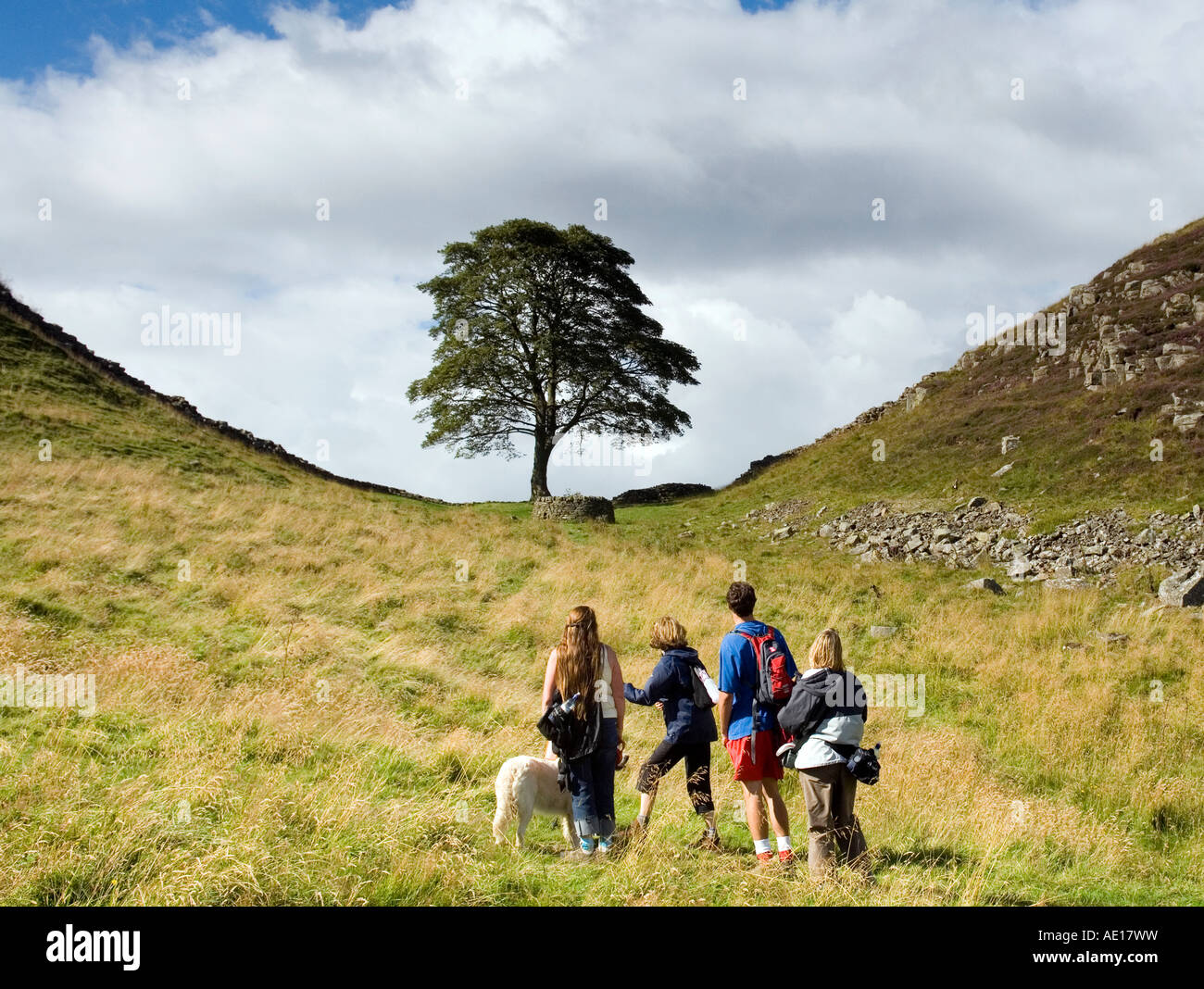 A group of walkers look at the Sycamore Tree on Hadrians Wall near Steel Rigg, Roman Wall country, Northumberland Stock Photo