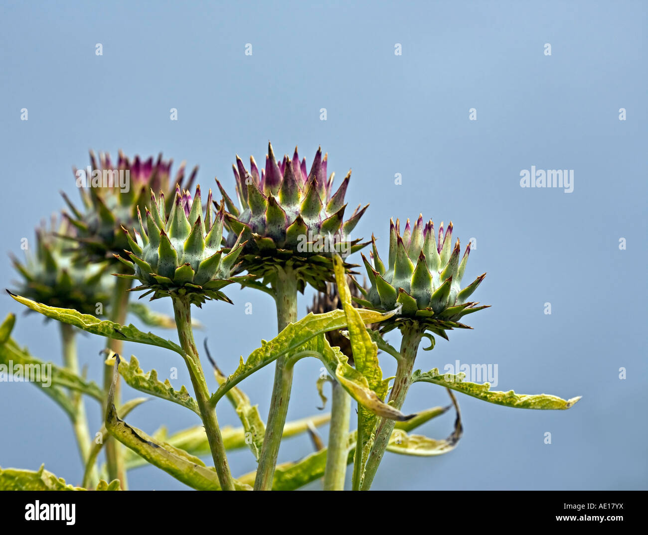 Cynara cardunculus,cardoons in the summer sunshine Stock Photo