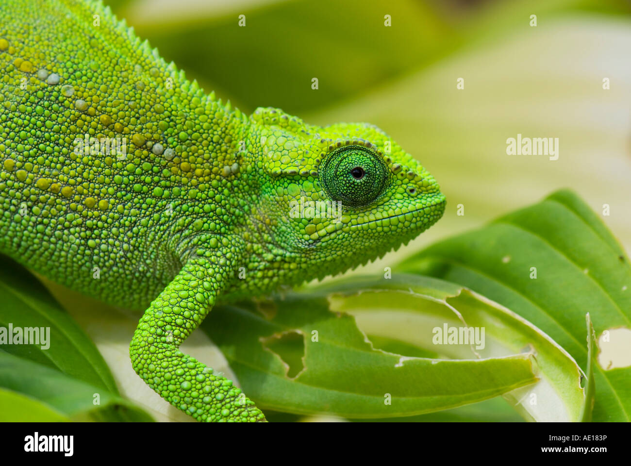 Green chameleon looking sidewards Stock Photo