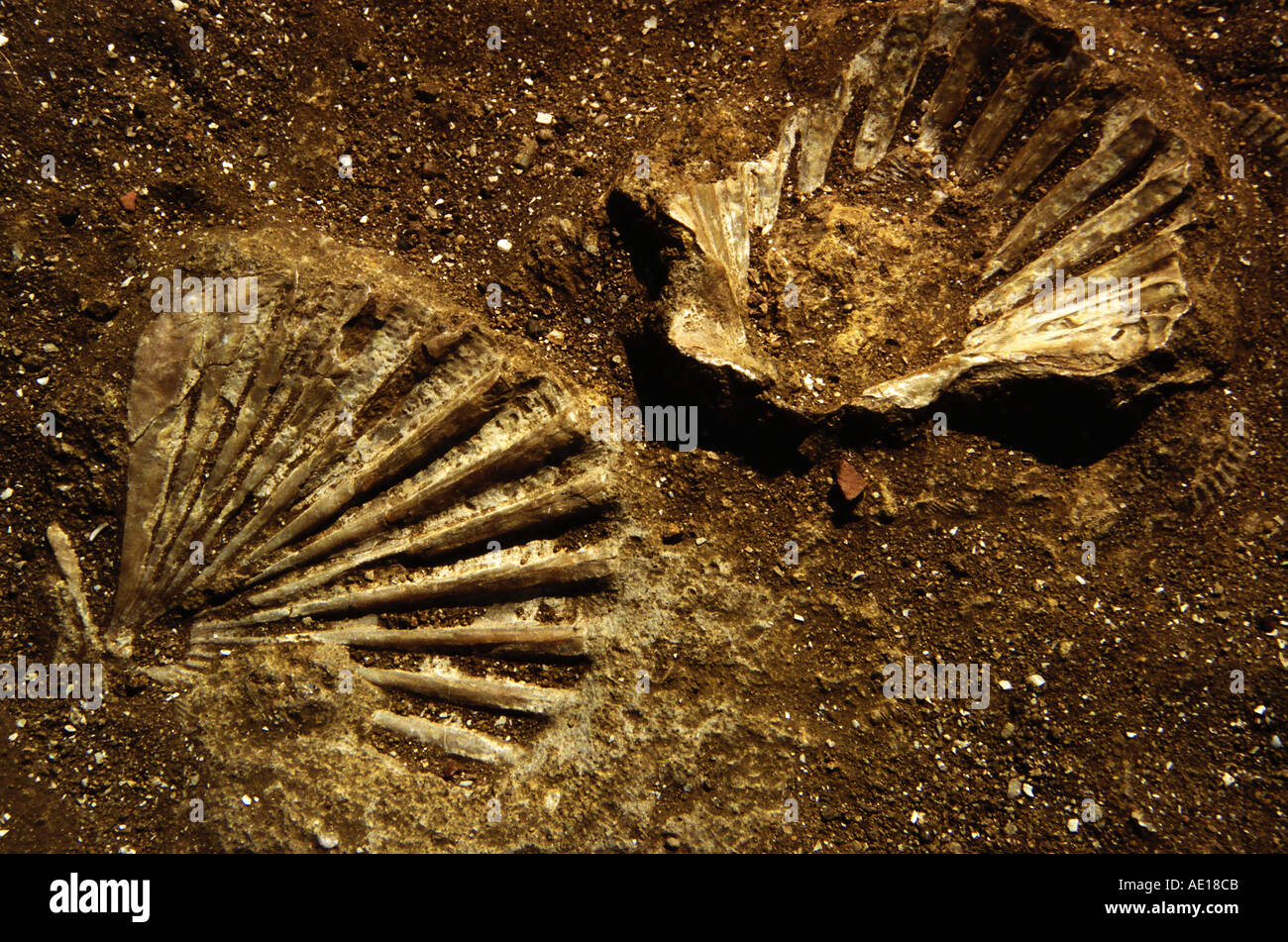 Pit shell hi-res stock photography and images - Alamy