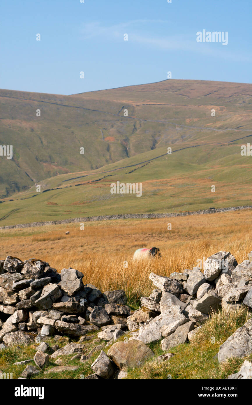 Dry stone walls in Wharfedale near Starbotton Yorkshire Dales UK Stock