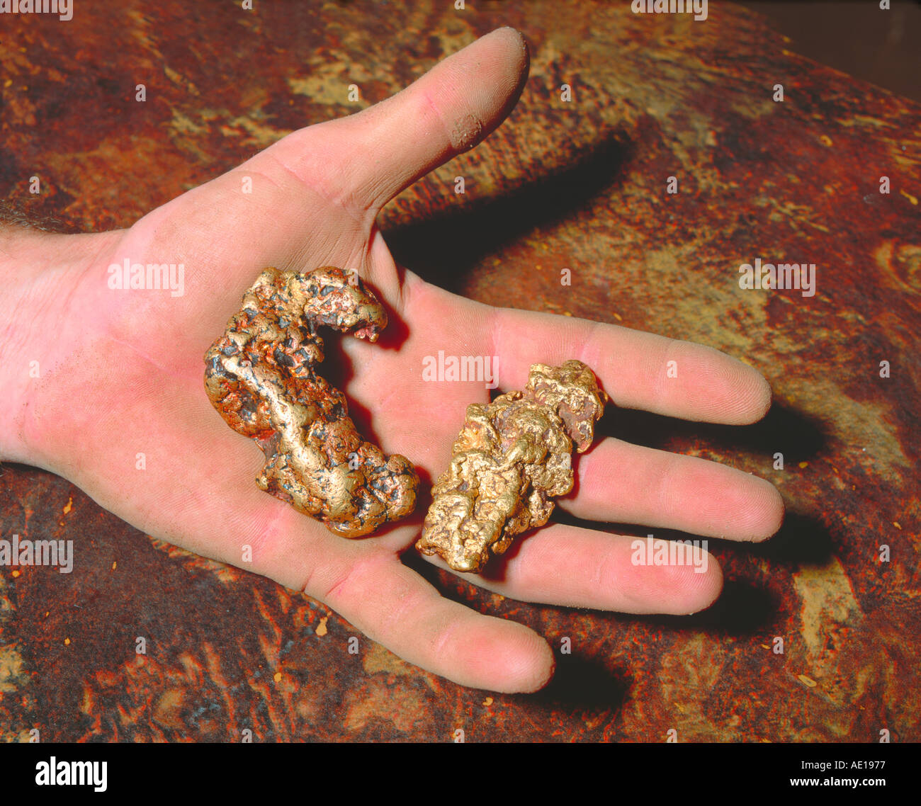Two gold nuggets in miners hand found by using a metal detector near