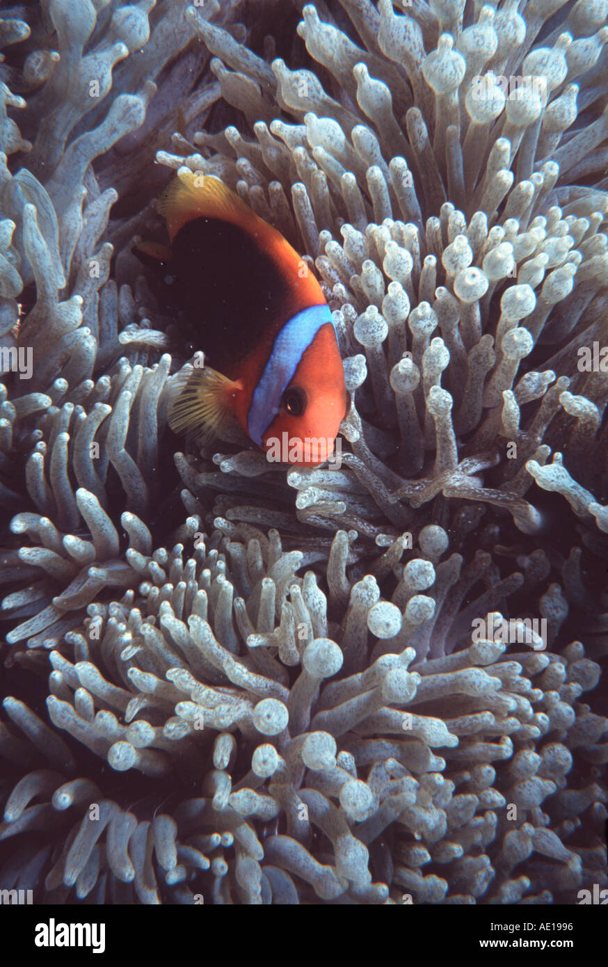 Clownfish and Sea Anemone Great Barrier Reef Queensland Australia Stock Photo