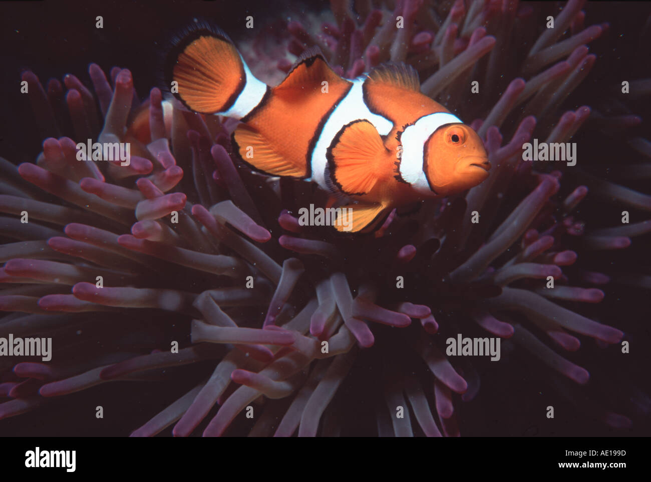 Clownfish and Sea Anemone Great Barrier Reef Queensland Australia Stock Photo