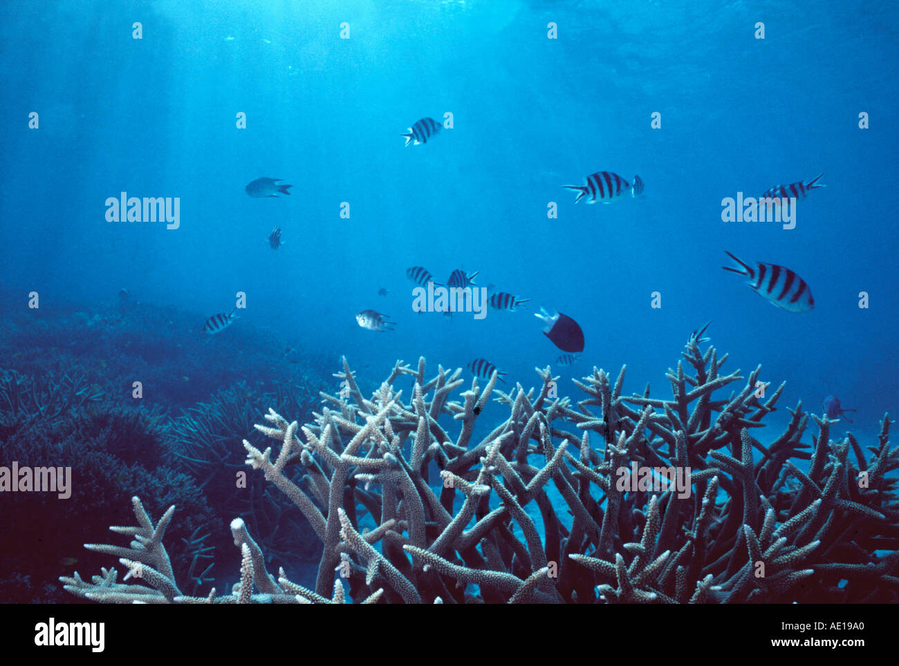 Damsel fish swimming amongst staghorn coral Great Barrier Reef Queensland Australia Stock Photo