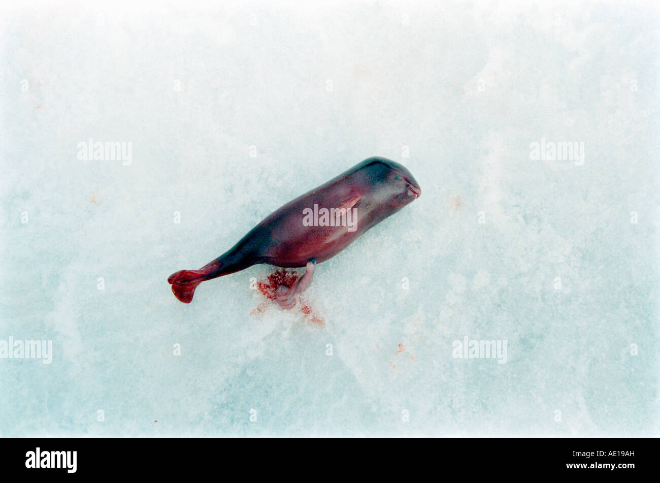 Narwal Narval Monodon Monoceros Young Dead Stock Photo Alamy
