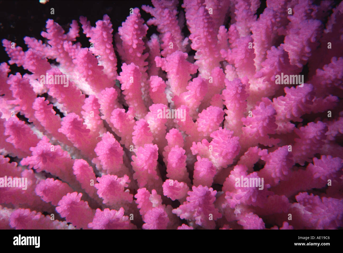 Pink Staghorn Coral on Great Barrier Reef Queensland Australia Stock Photo