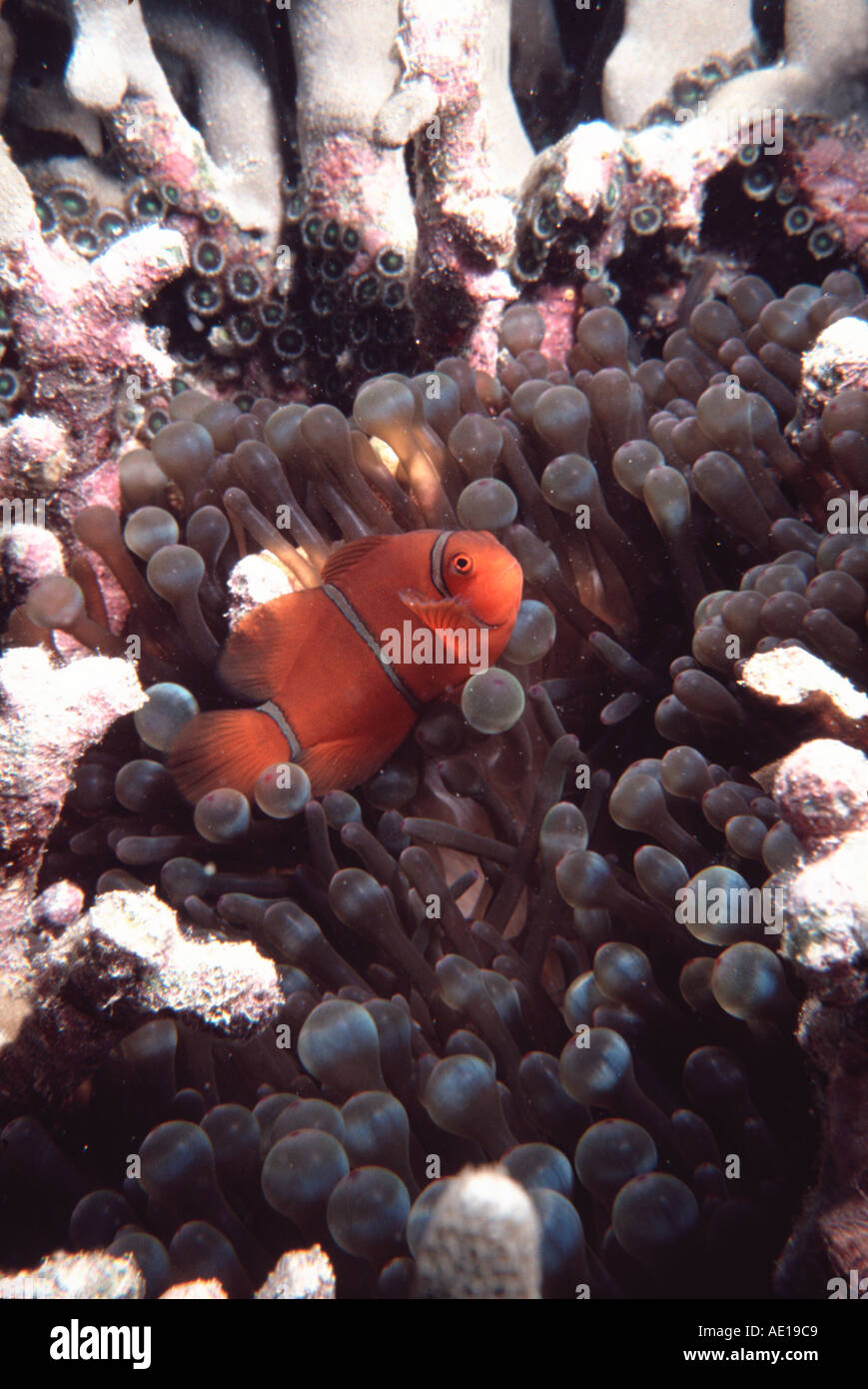 Clown Fish and Sea Anemone Great Barrier Reef Queensland Australia Stock Photo