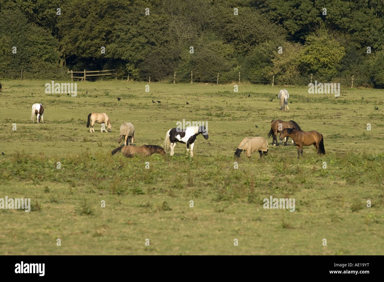 English horse trough hires stock photography and images Alamy