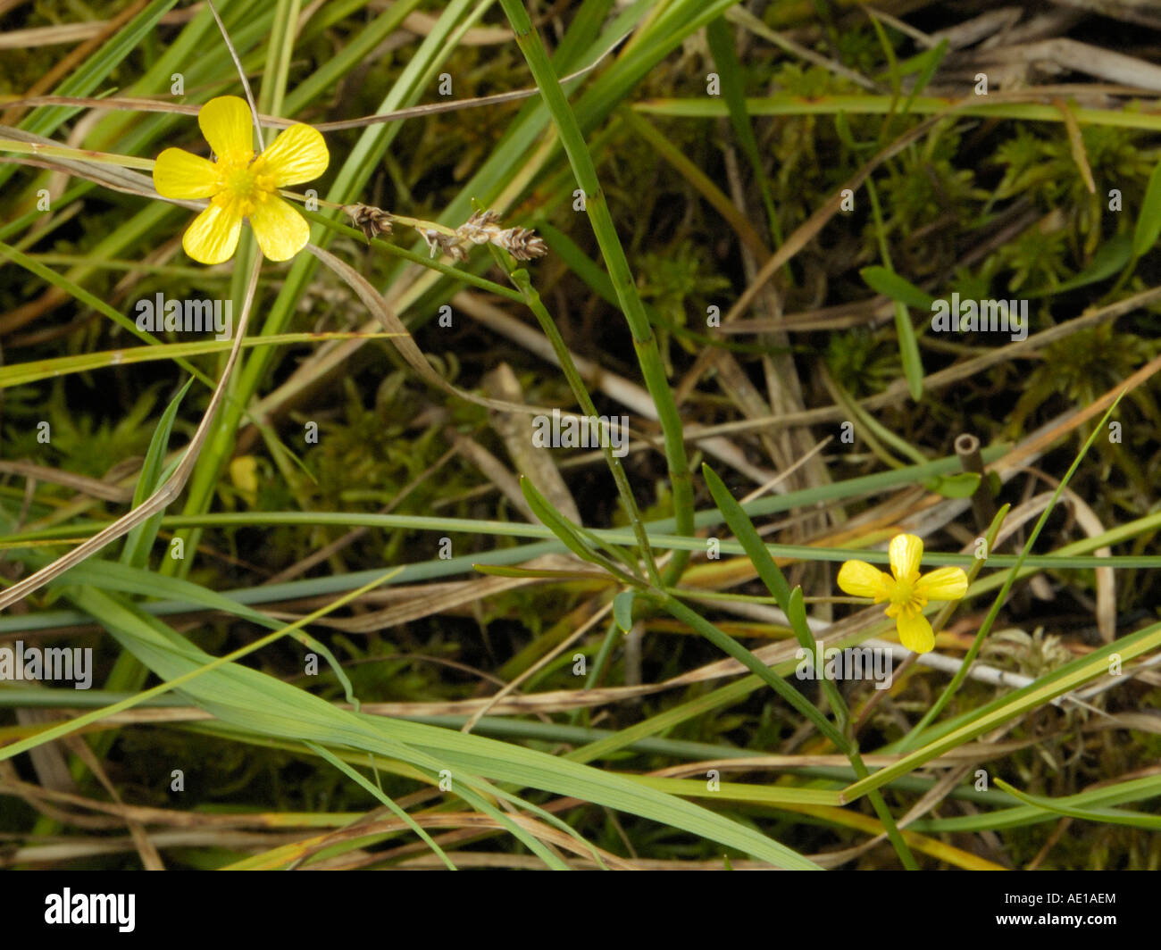 Lesser Spearwort, Ranunculus flammula Stock Photo