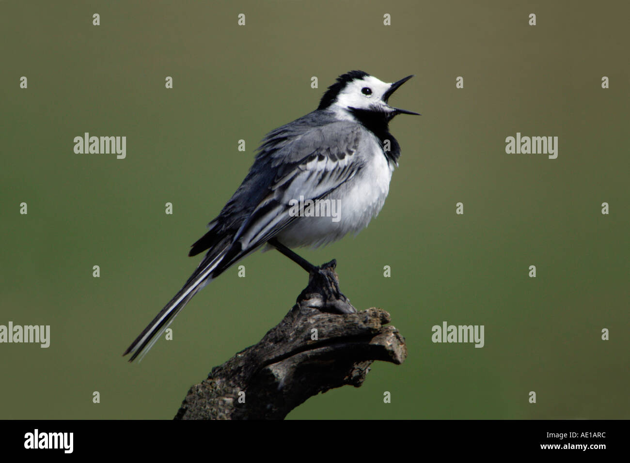 Pied Wagtail Montacilla alba Stock Photo