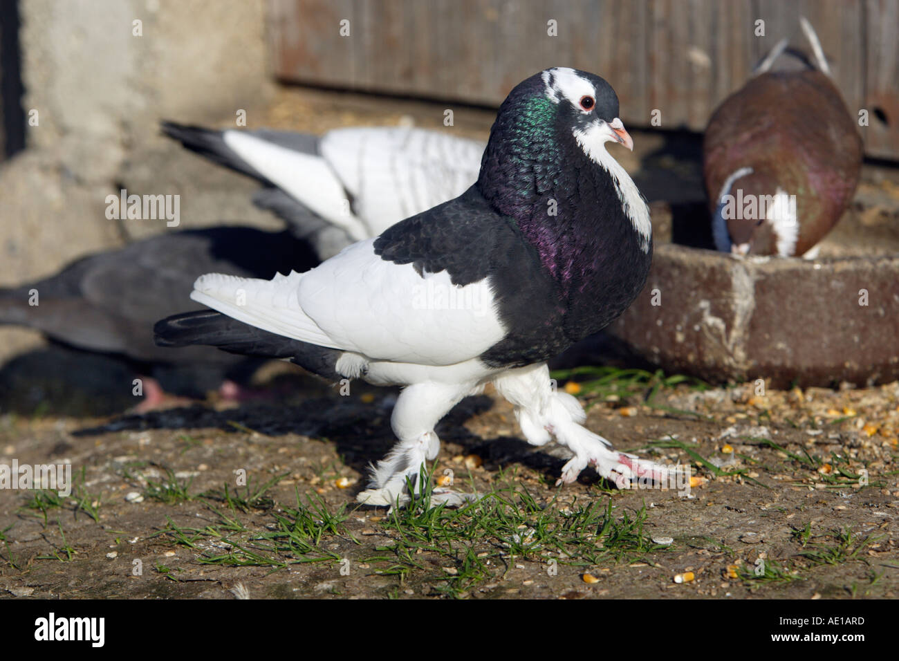 Pigeon chest puffed hires stock photography and images Alamy