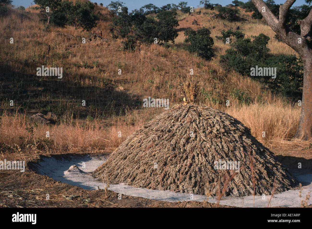 NIGERIA West Africa Farming Agriculture Mound of harvested in