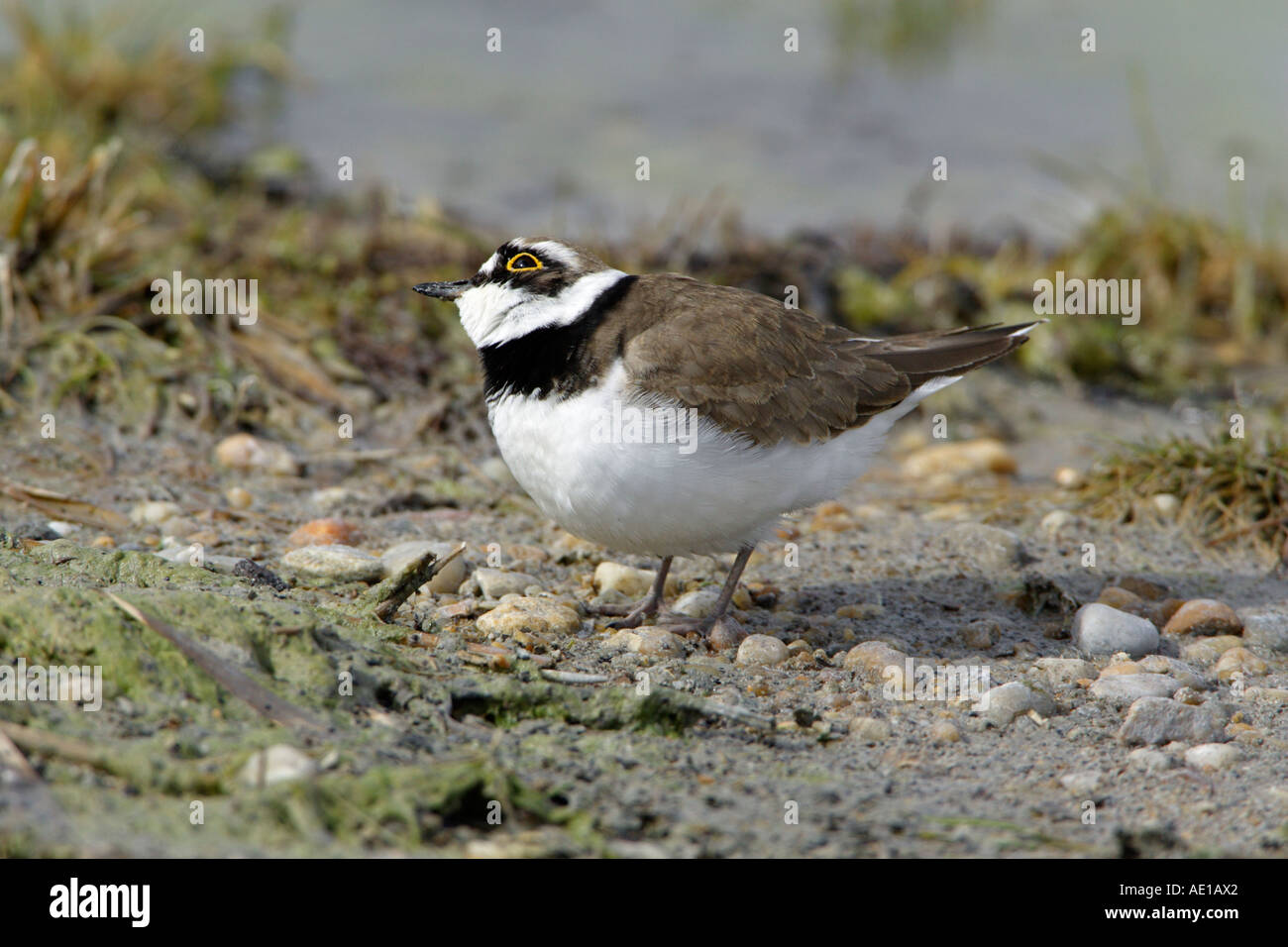 Little Ringed Plover Charadrius dubius Stock Photo